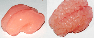 photo from bbc.com. The gel model started out smooth, like the brain of a 22-week-old foetus, and ended up with a pattern of folds similar to that of a brain at 34 weeks