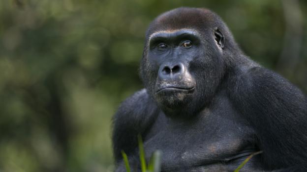 Western gorilla's faecal samples were examined. PHOTO: Anup Shah/Naturepl.com
