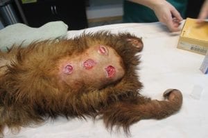 Sloth covered in ulcers. thedodo.com