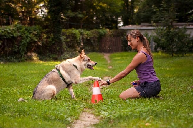 dog-training-body-language