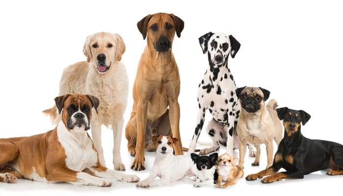 are mixed dog breeds healthier